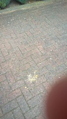 12077319_795885227187369_920787990_n